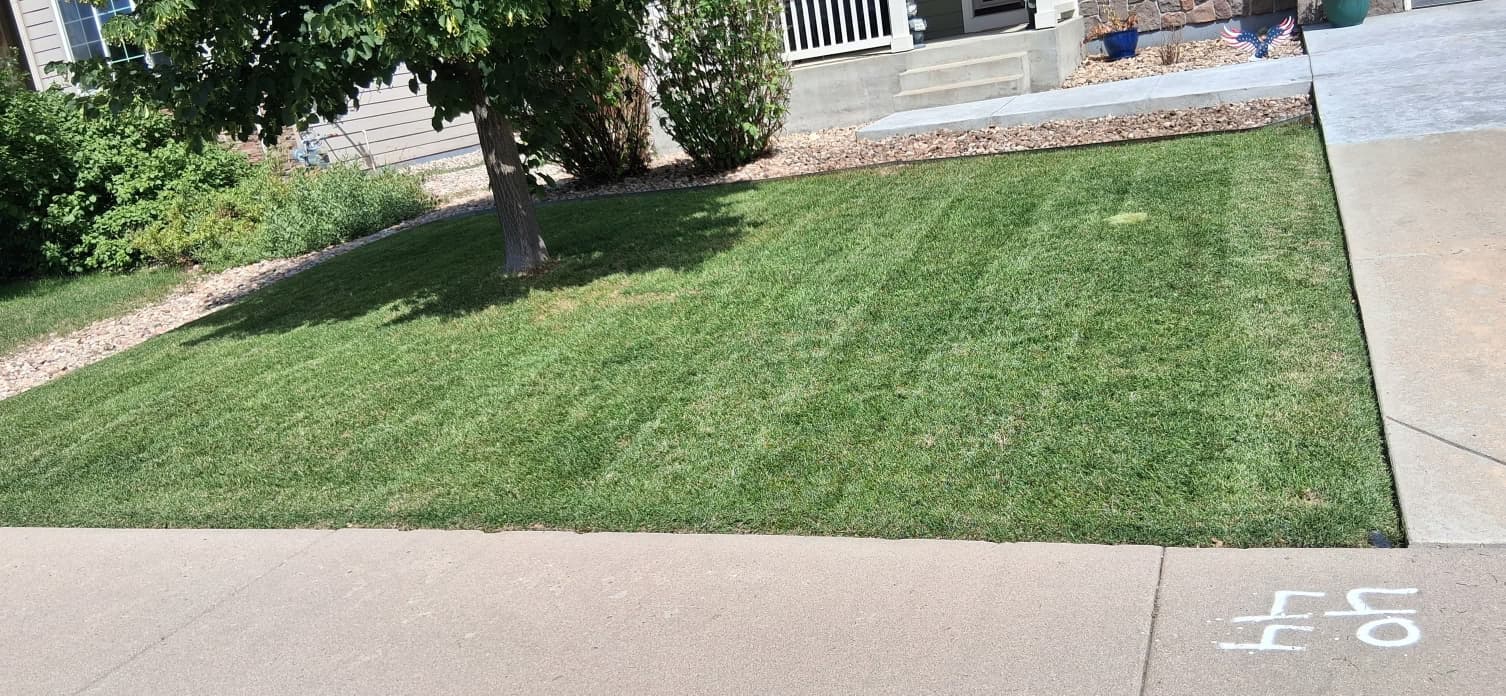 Landscaping transformation 9